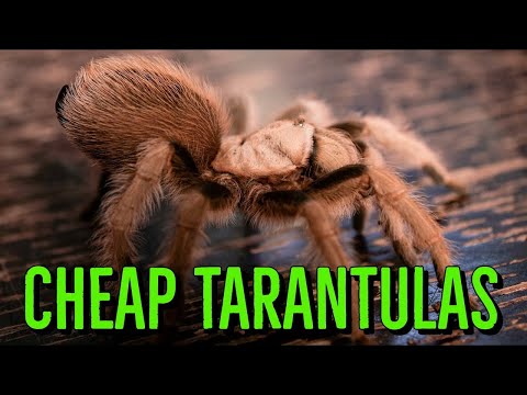 TOP 10 Budget Tarantulas - CHEAP SPIDERS for YOU!