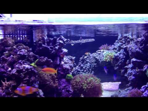 download lagu mp3 mp4 Coral Catshark For Sale, download lagu Coral Catshark For Sale gratis, unduh video klip Coral Catshark For Sale