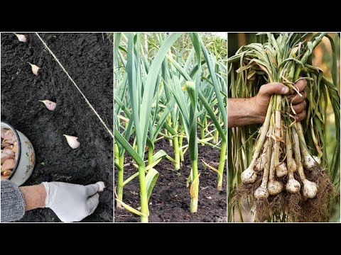 Como Cultivar Ajos Desde La Siembra Hasta La Cosecha || Ciclo Completo  || La Huertina De Toni