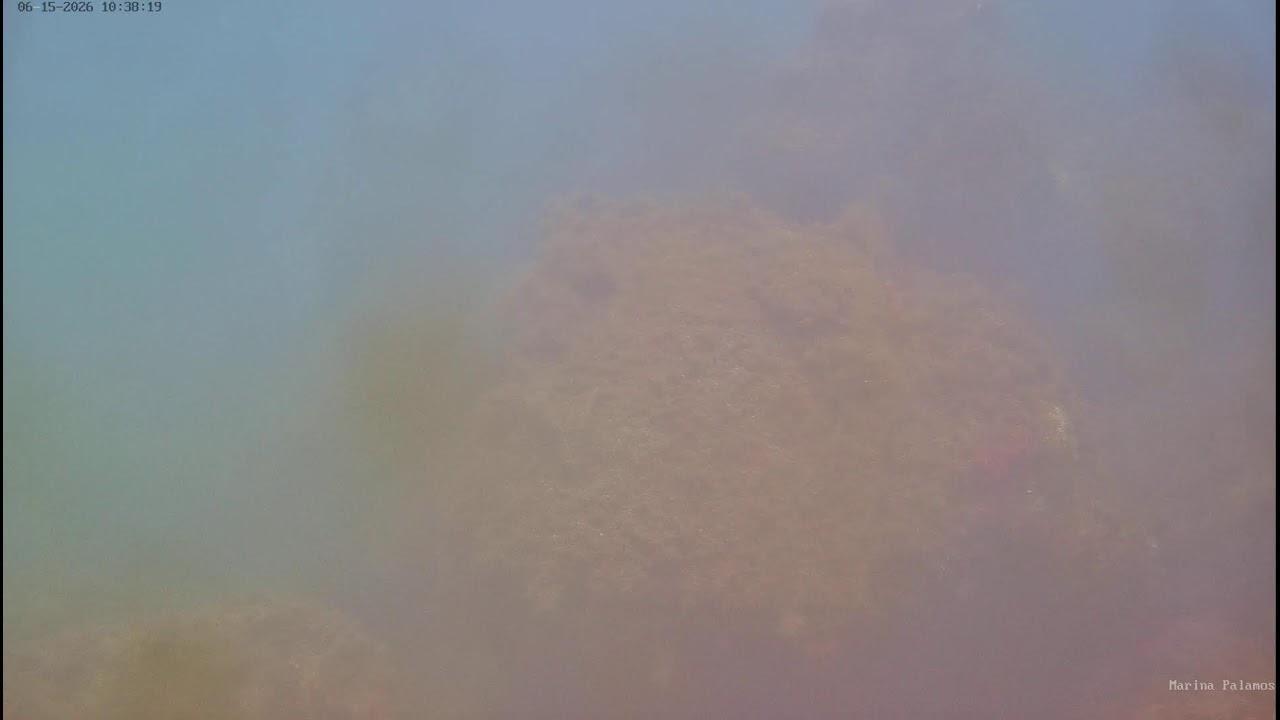 Live webcam view of Marina Palamós Underwater Micro-Reef