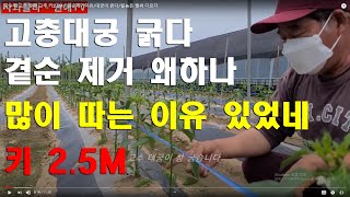 [고추재배] 많이 따는 이유/ 곁순제거  왜 할까/대궁이 굵다/될 놈은 떡잎부터 다르다