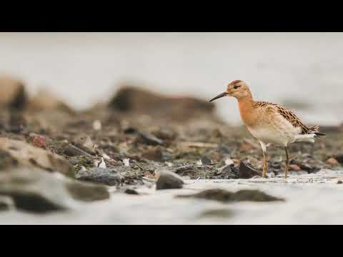 JUVENILE RUFF | Derbyshire, UK |  HD 1080p