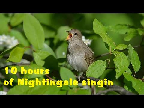 10 hours Unforgettable nightingale singing