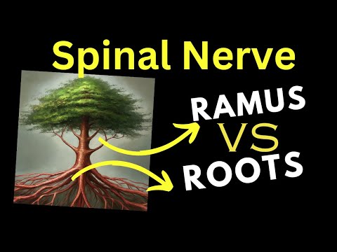 Root, Ramus and Trunks - in ONE MINUTE