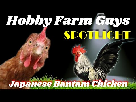 , title : 'HFG Farm Animal Spotlight: Japanese Bantam Chickens'