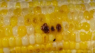 GRILLED CORN ON THE COB (ON THE BLACKSTONE)/WHAT’S FOR DINNER/VICKIE WRIGHT