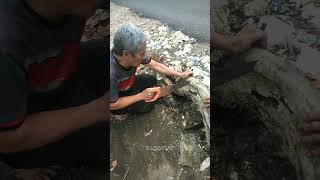 Download lagu memotong kayu rentek untuk hiasan aquarium #kayurentek #shorts #hiasanaquarium mp3