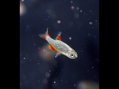 CPD — Celestial Pearl Danio (Celestichthys margaritatus) species spotlight