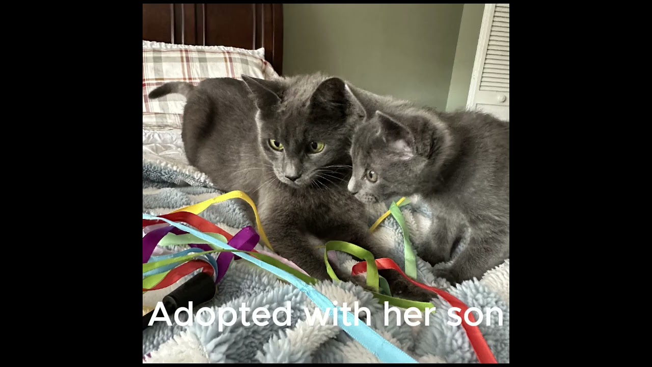 Enlarge Annabelle, an adopted Domestic Short Hair in East Stroudsburg, PA video 4/6