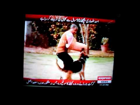 Naeem Asghar on trained dogs on Express News tv