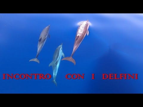 I Delfini della Sardegna - Incontro a 60 miglia dalla costa