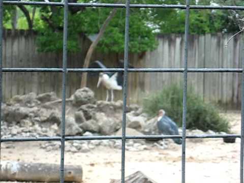 Pajaro abriendo las alas/Bird spreading it's wings