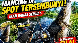 Download lagu Epic Snakehead Catch Compilation! Addictive Secret Spot mp3 Download lagu Epic Snakehead Catch Compilation! Addictive Secret Spot mp3