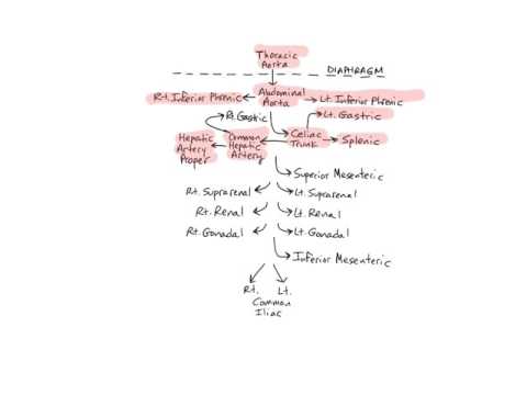 Arteries of the Abdomen