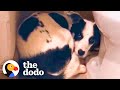 Rescue Dog Hides In The Bathroom For 12 Days The Dodo