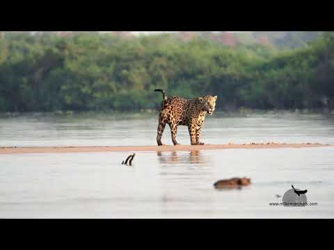 MM Spot #1 - Jaguar - Pantanal (Brazil)