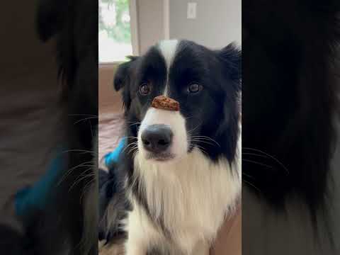 Cookie on nose: a quick test of patience.