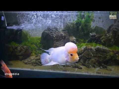 Feeding flowerhorn and parrot fishes