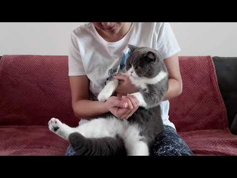 A day with British Shorthair cat Coco