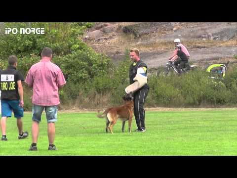 FCI NM IPO 2014 - Andreas Volle - Gamle Bryn av Staalhjerte - C