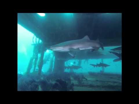 North Carolina Scuba Diving