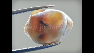 Okno do baltského jantaru PO-62