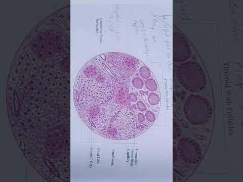 thyroid and parathyroid gland | Histology slide | how to draw Histology diagram | #histology #draw