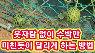 웃자람없이 수박만 미친듯이 달리게 하는방법,수박 순치기,순지르기,적심 농사,재배방법,키우기 주말농장텃밭