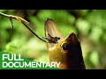 Wildlife Laws: The Better Swimmer Wins | Free Documentary Nature