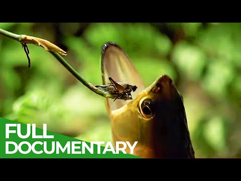 Wildlife Laws: The Better Swimmer Wins