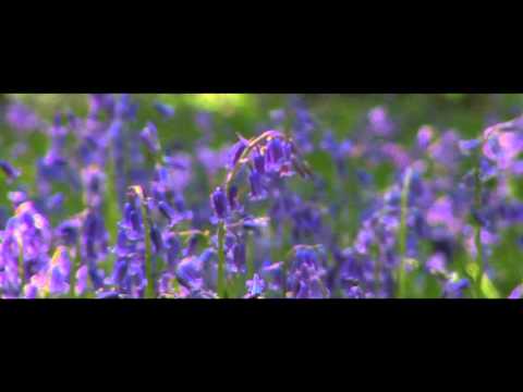 Chicane & Ferry Corsten feat. Lisa Gerrard - 38 Weeks (unofficial video)