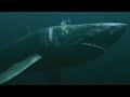 Mega Shark Versus Giant Octopus [2009] - Megalodon Screen Time