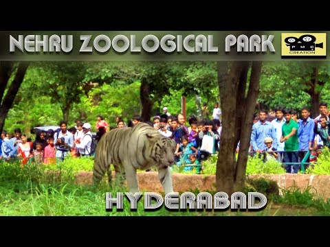 nehru zoological park hyderabad  | nehru zoo hyderabad - hd video - full coverage