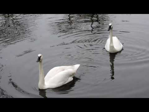 Zwanenzang