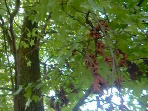 Jm: Killing Dead Leaves