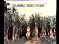 Vathalakundu Samba Vaangi TMS SJ