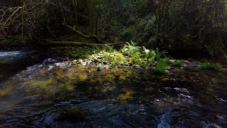 10 Minutes Relax - Forest Stream Flowing by Sunlit Mossy Rocks 🌿✨