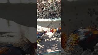 Download lagu coba sparing....#shorts#sparing#brakot#short mp3