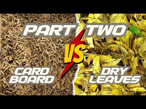 Worm Bin Carbon Experiment Part 2 - Cardboard VS Leaves - African Night Crawlers