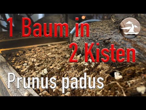 Wenn dein Bonsai Baum mehr als eine Schale braucht!