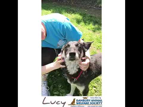 Lucy, an adopted Shepherd Mix in Danbury, CT_image-1