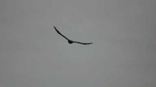 Project Pitchfork - &quot; drone state &quot; ( ebm deutschland 2001 )