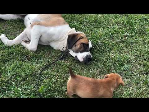 Pies tak przerażony, że udaje martwego