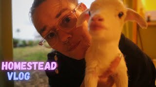 A Day On The Ranch | Gardens, Babies & Pizza Dough | Hamakua Homestead | Vlog
