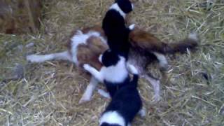 preview picture of video 'Border Collie pups at play, Pilmuir, Newton Mearns 2009'