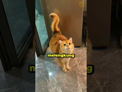 Arti Gerakan Ekor Kucing yang Wajib Kamu Ketahui.😳
