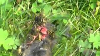 Yellow jackets feasting on a dead mouse