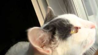 Bones Talking to the Birds