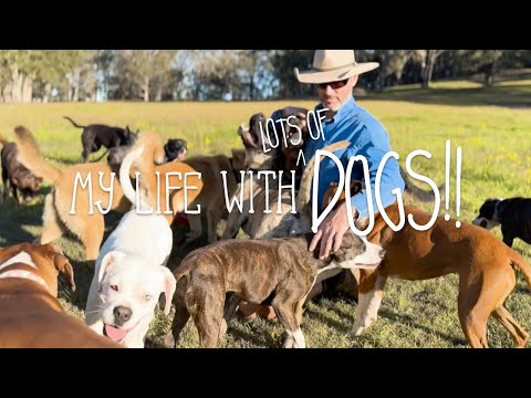 Playing with My Dogs // My Life Vlog - with Dogs