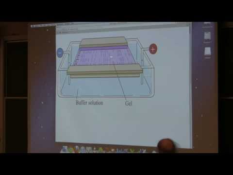 Kevin Ahern's BB 350 (Biotechnology) 2014 - #22